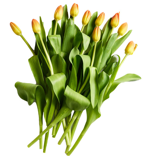 Flowers Tulips Orange 10 Stem Bunch | Harris Farm Online