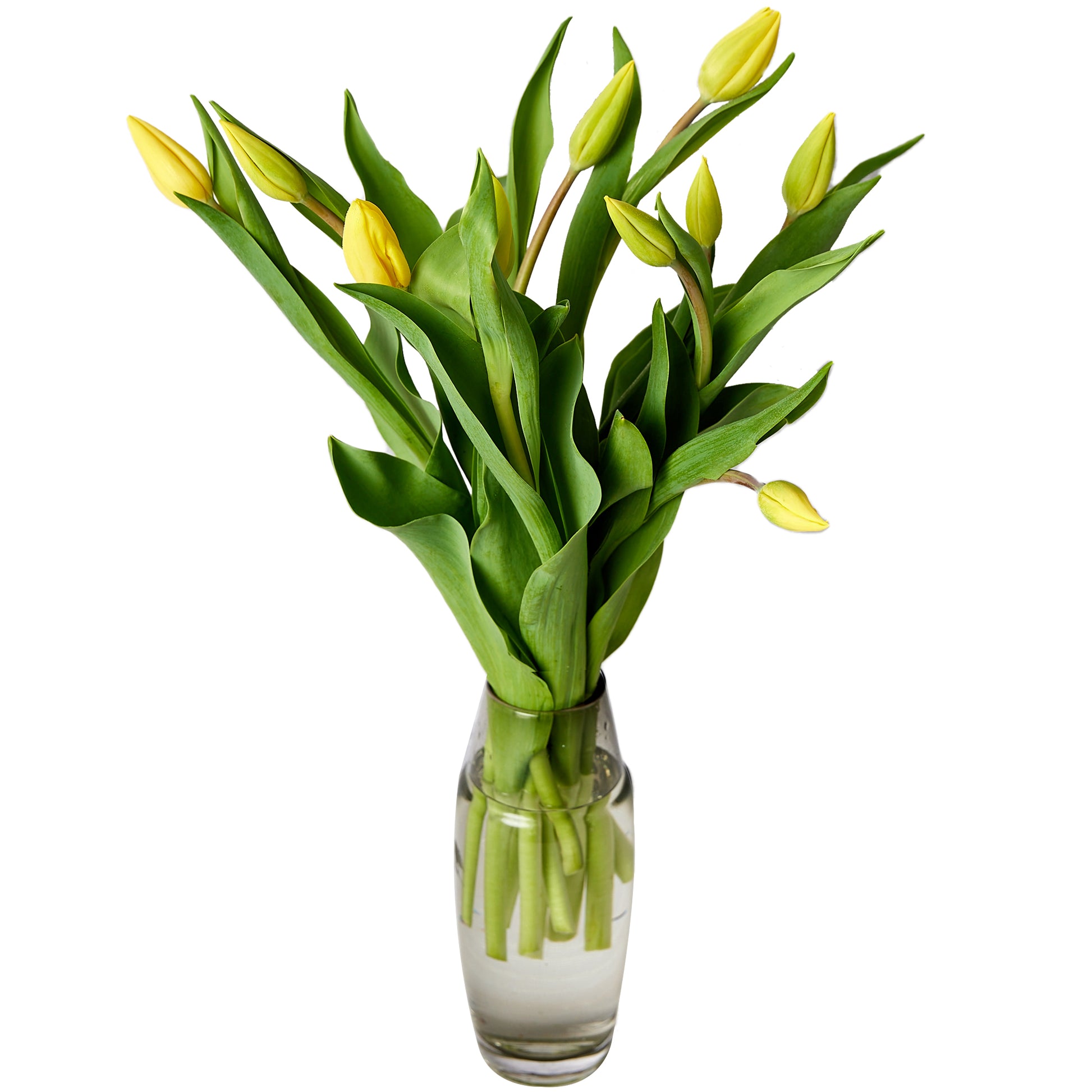 Flowers Tulips Yellow 10 Stem Bunch | Harris Farm Online