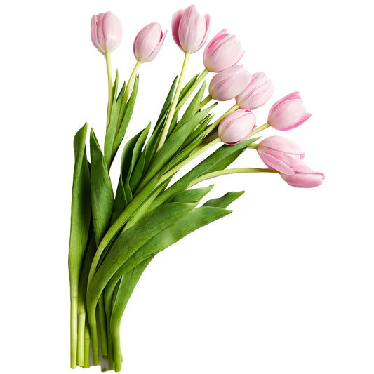 Flowers Tulips Pink 10 Stem Bunch | Harris Farm Online
