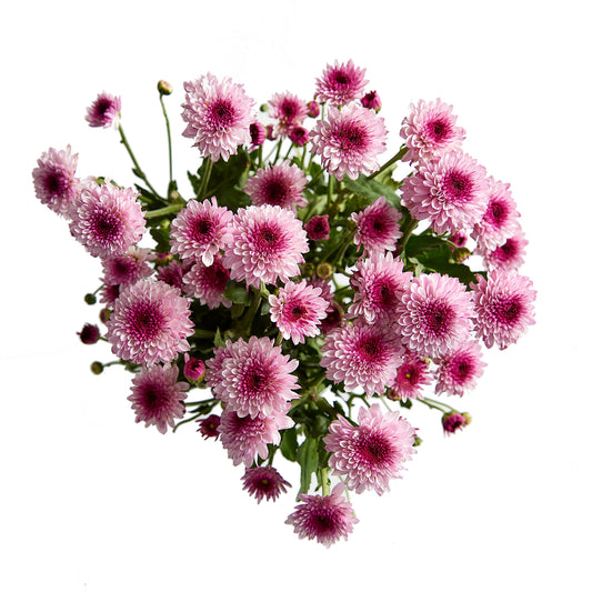 Flowers Chrysanthemum Pink Bunch | Harris Farm Online