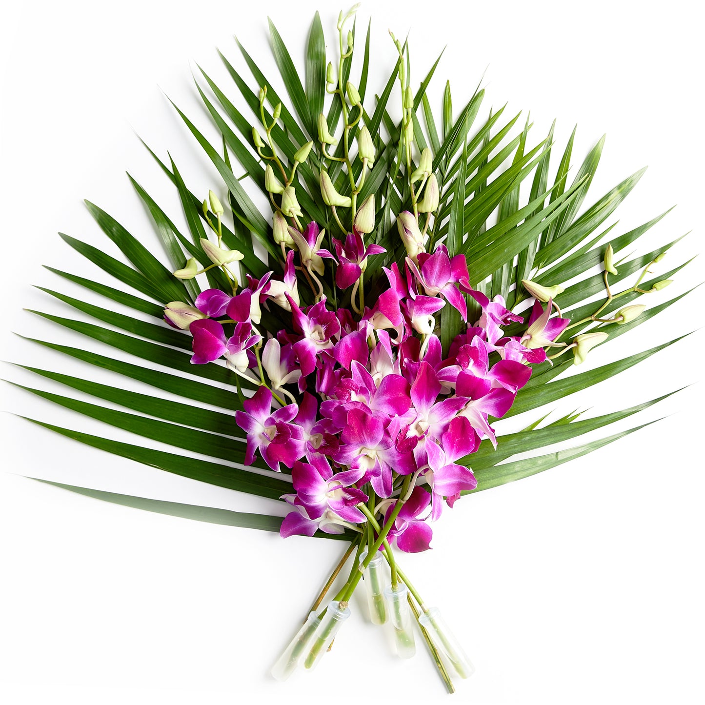 Flowers Singapore Orchids Purple | Harris Farm Online