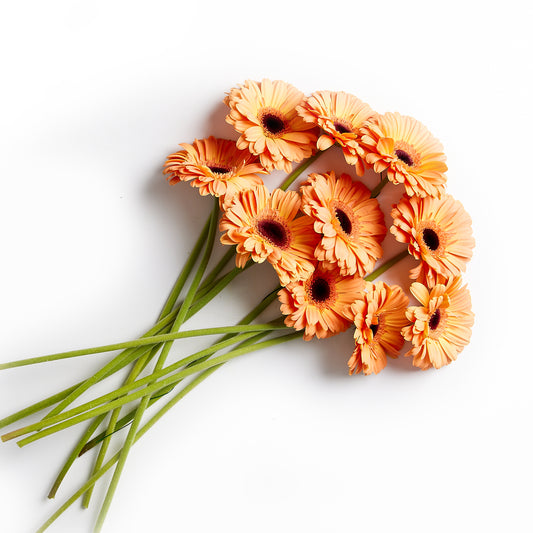 Flowers Gerberas Orange | Harris Farm Online