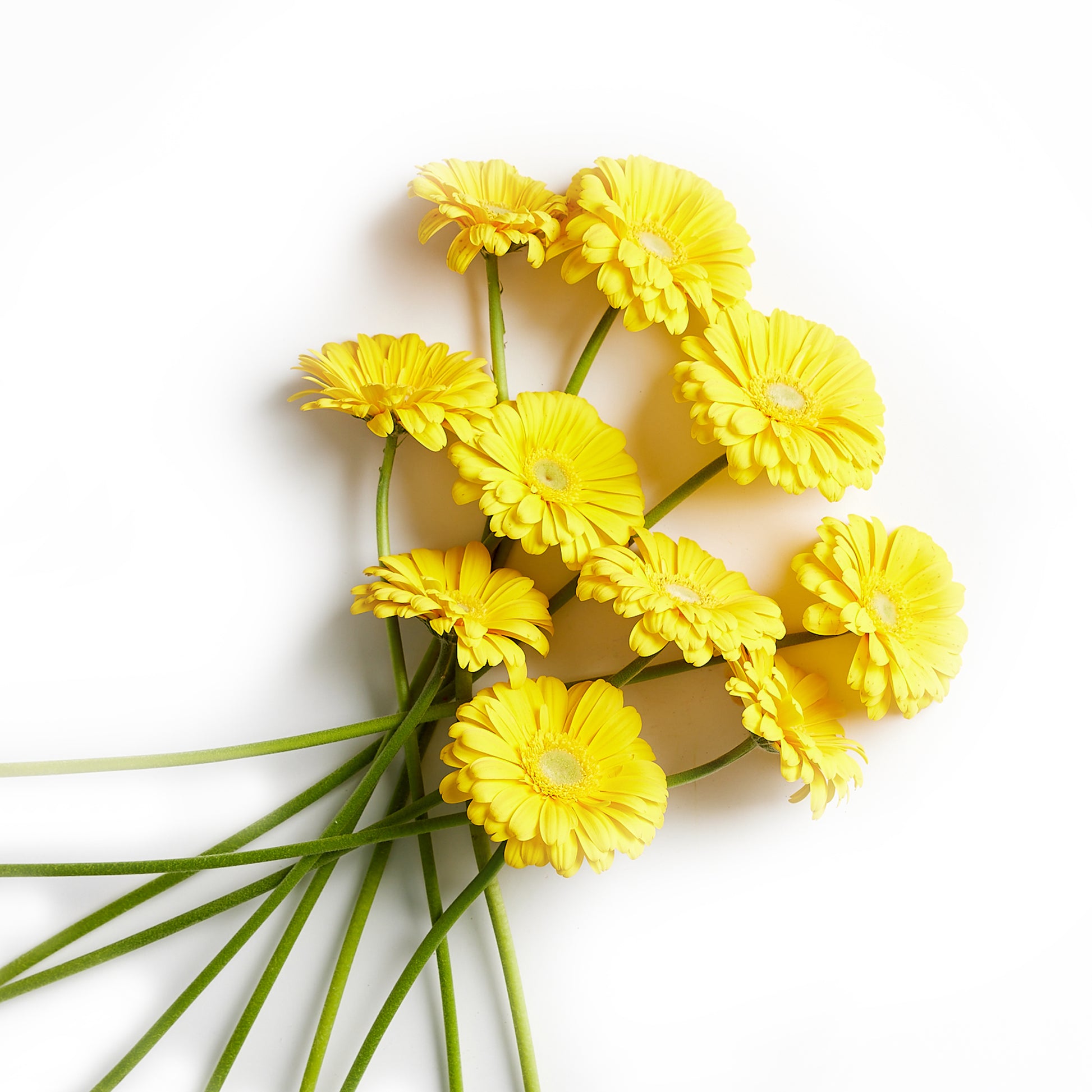 Flowers Gerberas Yellow | Harris Farm Online