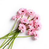 Flowers Gerberas Light Pink | Harris Farm Online