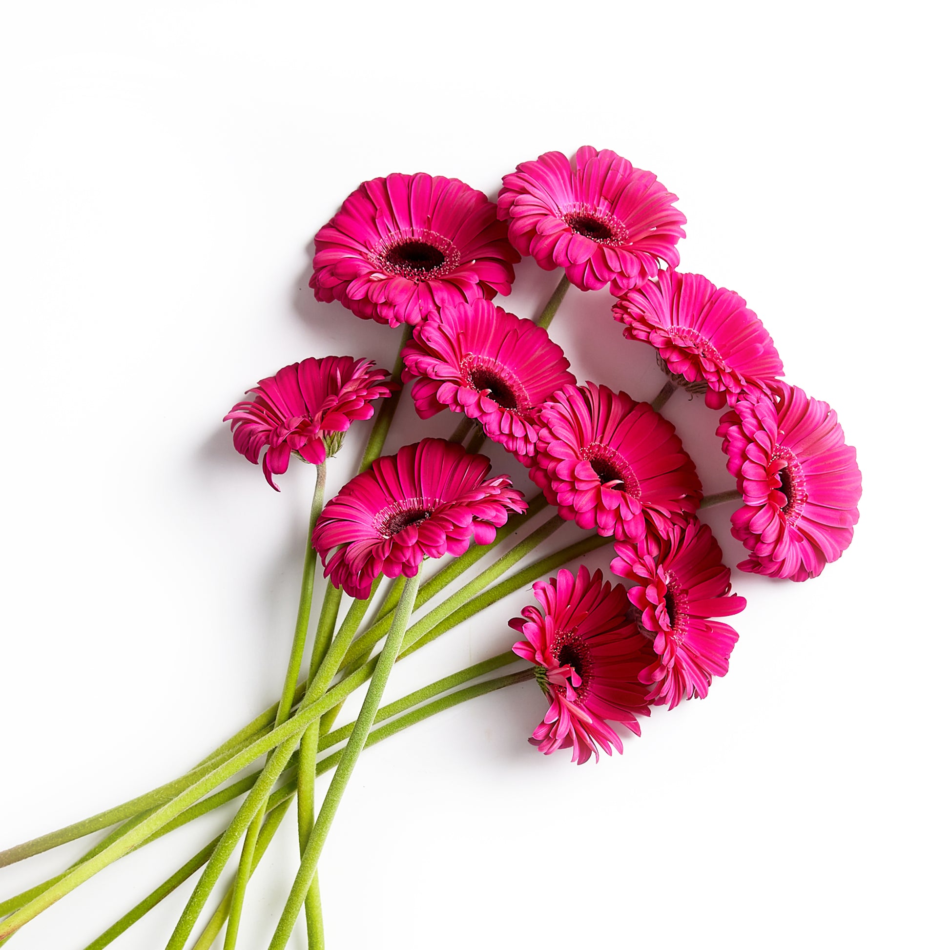 Flowers Gerberas Hot Pink | Harris Farm Online