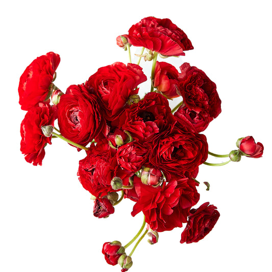 Flowers Ranunculus Red | Harris Farm Online