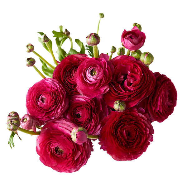 Flowers Ranunculus Pink | Harris Farm Online