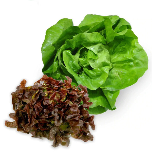 Lettuce Living Duet Oak Leaves Organic Each | Harris Farm Online