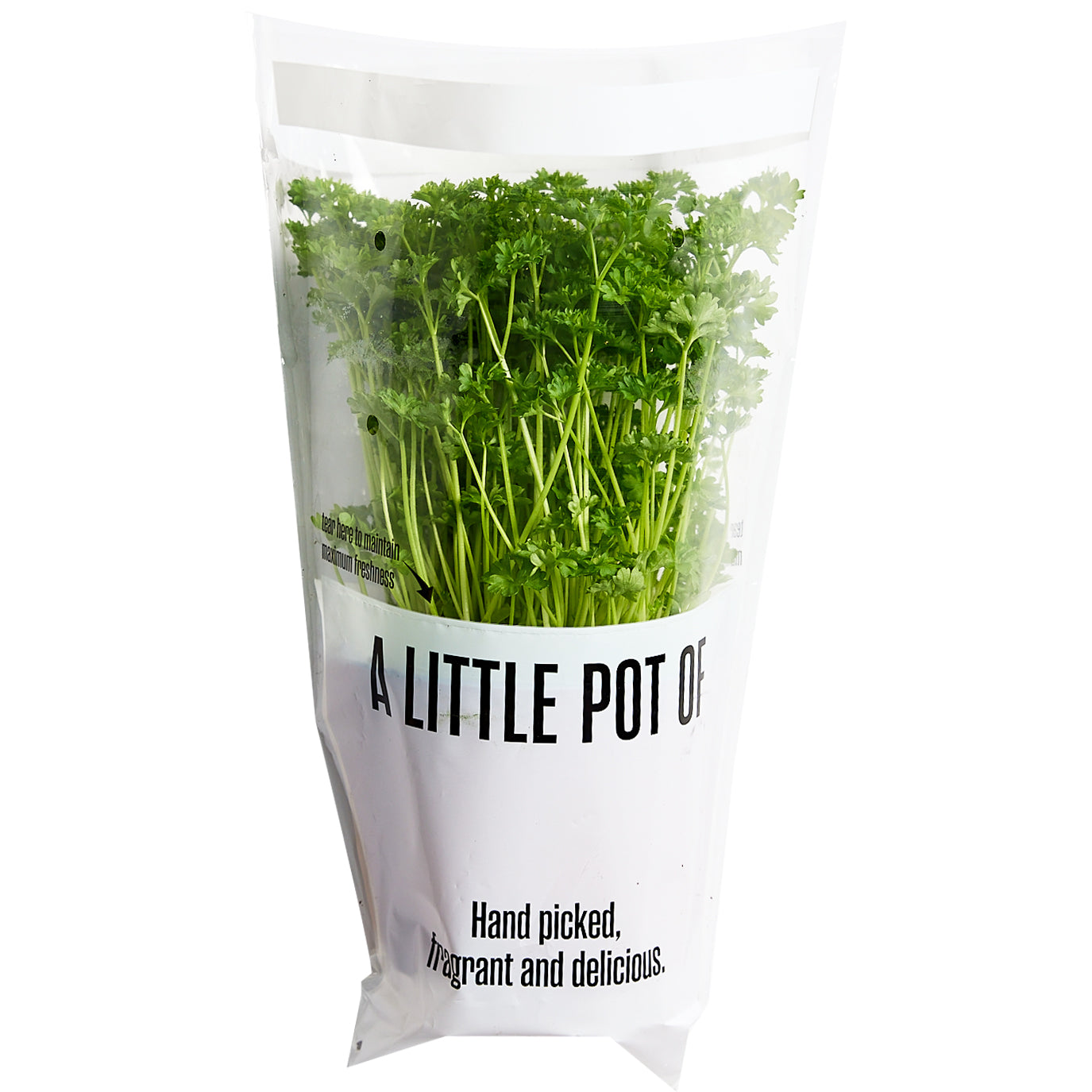Parsley Curly Herb Pot | Harris Farm Online