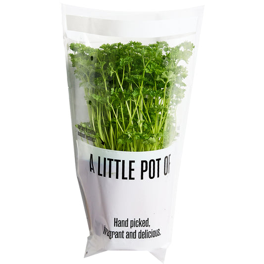 Parsley Curly Herb Pot | Harris Farm Online