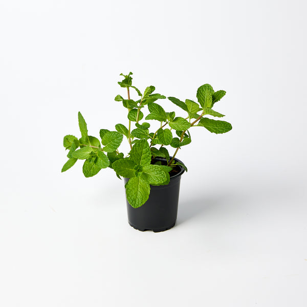 Mint Herb Pot | Harris Farm Online