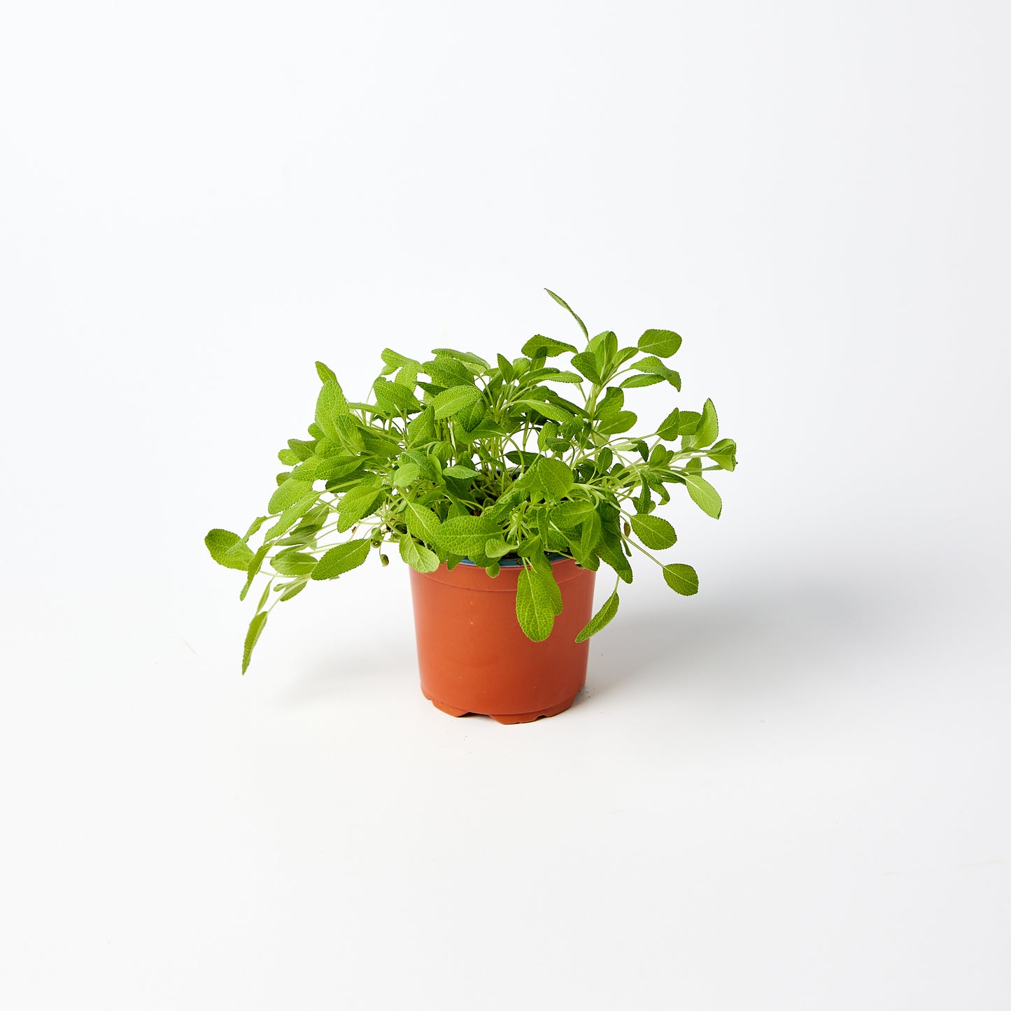 Sage Herb Pot | Harris Farm Online