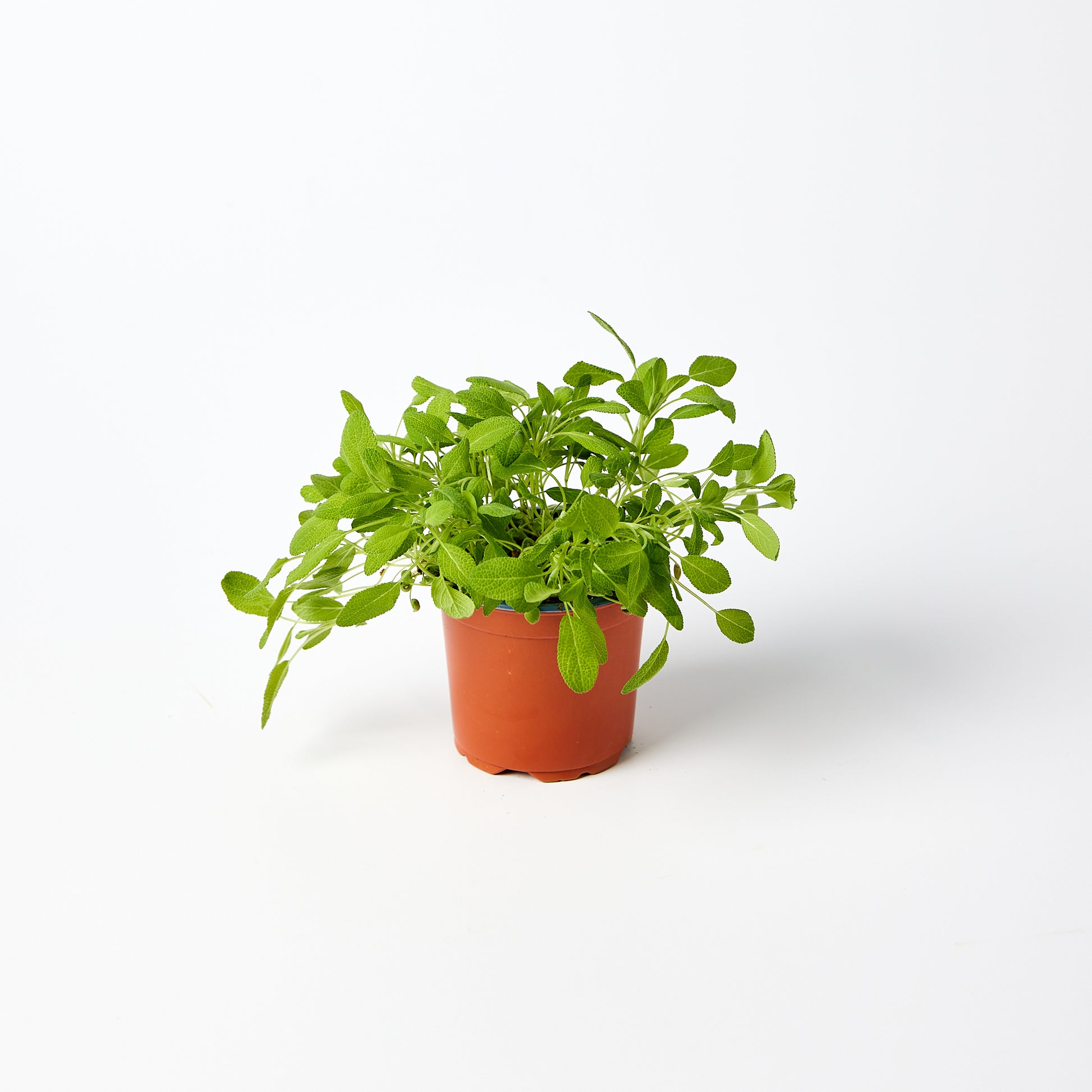 Sage Herb Pot | Harris Farm Online