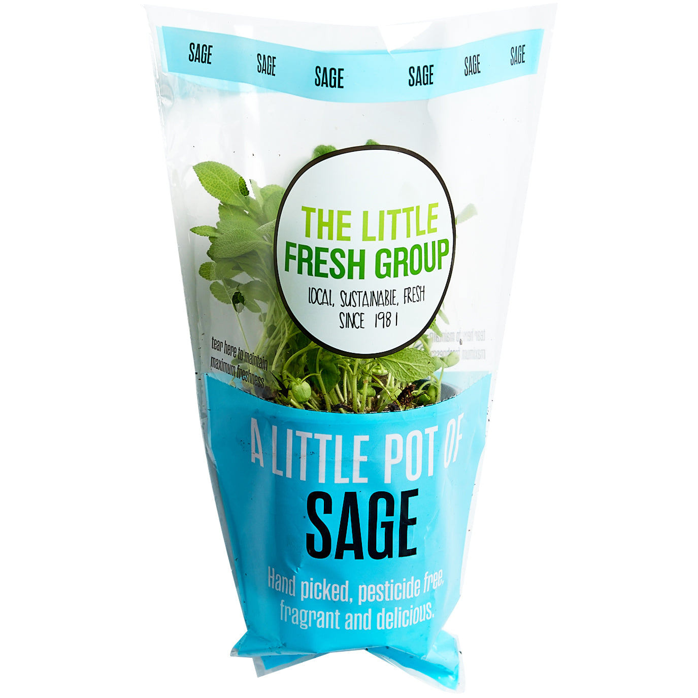 Sage Herb Pot | Harris Farm Online