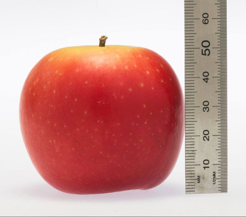 Apple Rockit x5