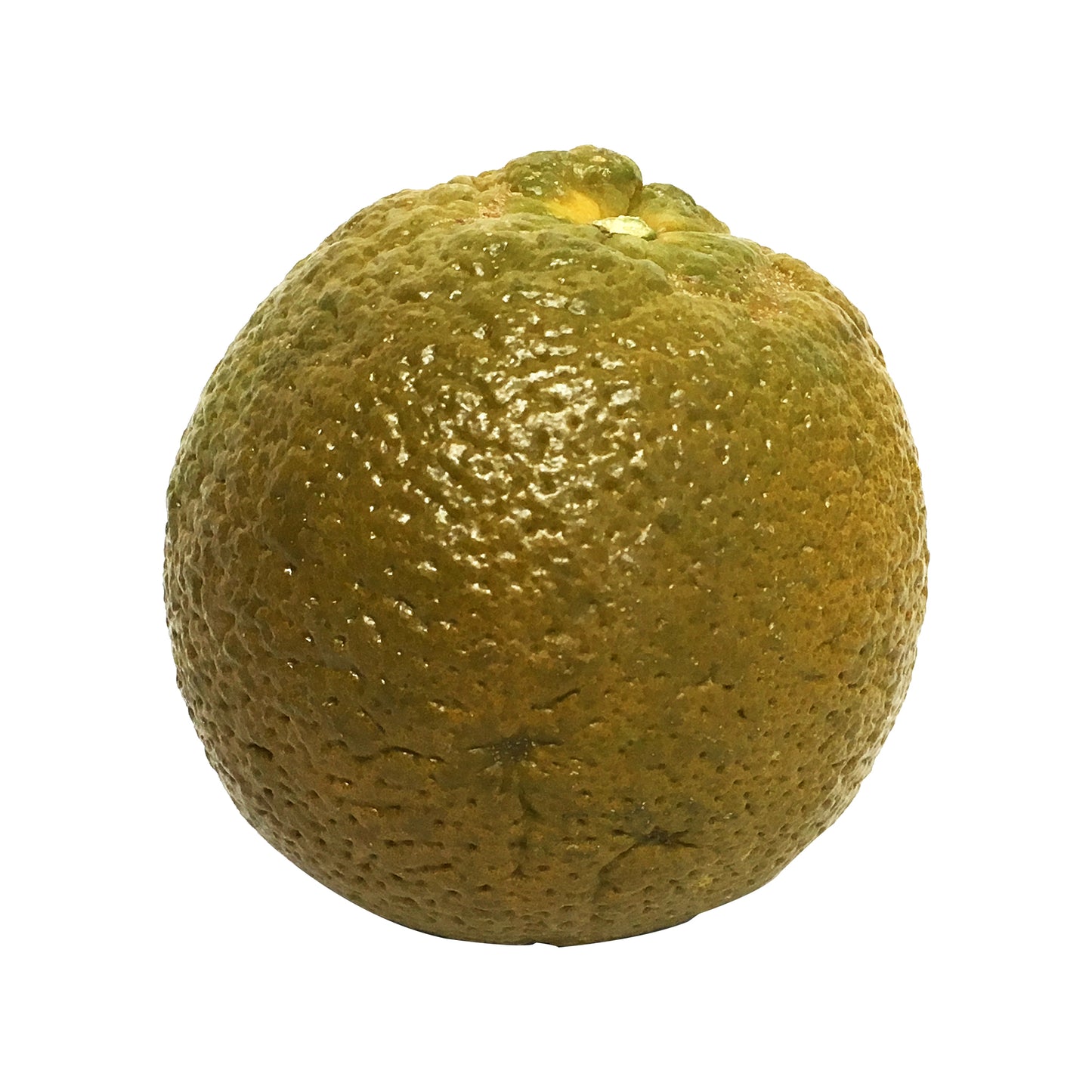 Orange Dolci Navel Each