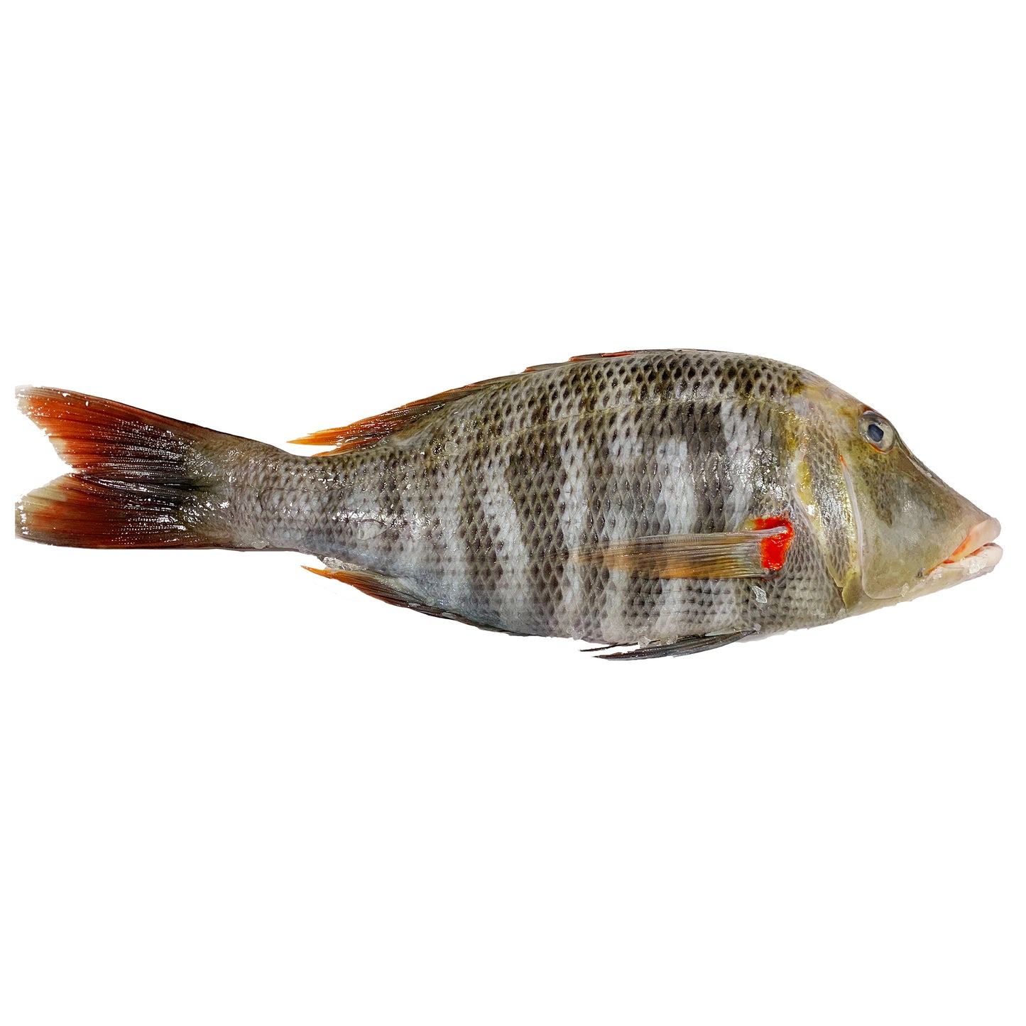 Fish in the Family Whole Red Spot Emperor Gutted min 1kg
