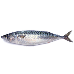 Fresh Blue Mackerel | Harris Farm Online