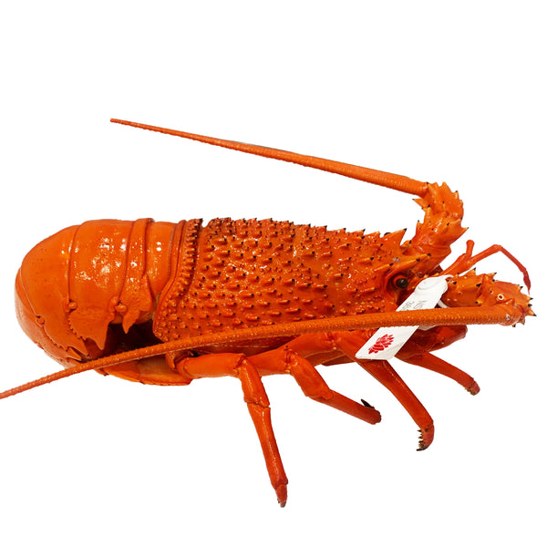Fresh Eastern Rock Lobster Cooked | Harris Farm Online