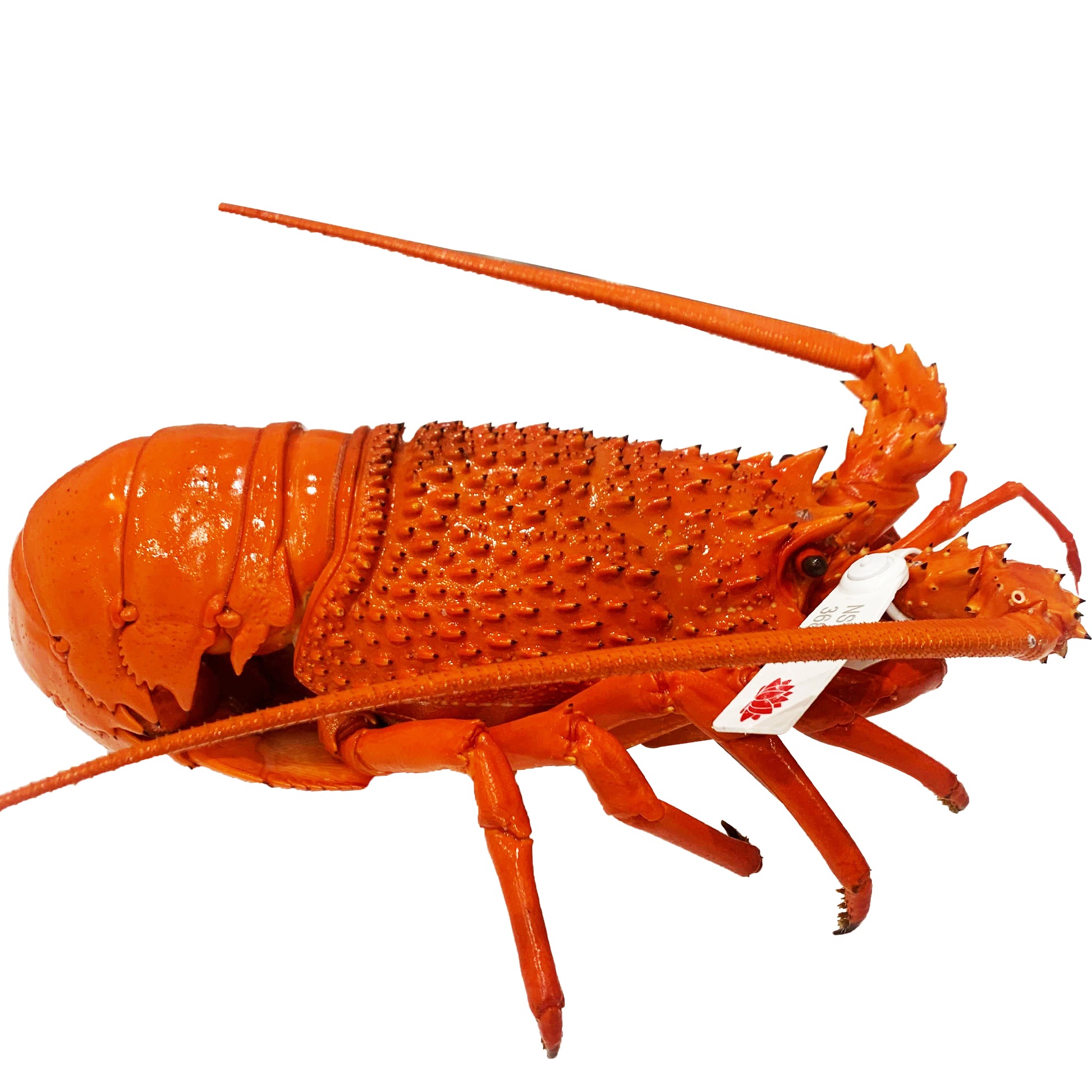 Fresh Eastern Rock Lobster Cooked Large | Harris Farm Online