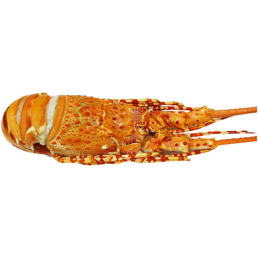 Lobster Tropical | Harris Farm Online