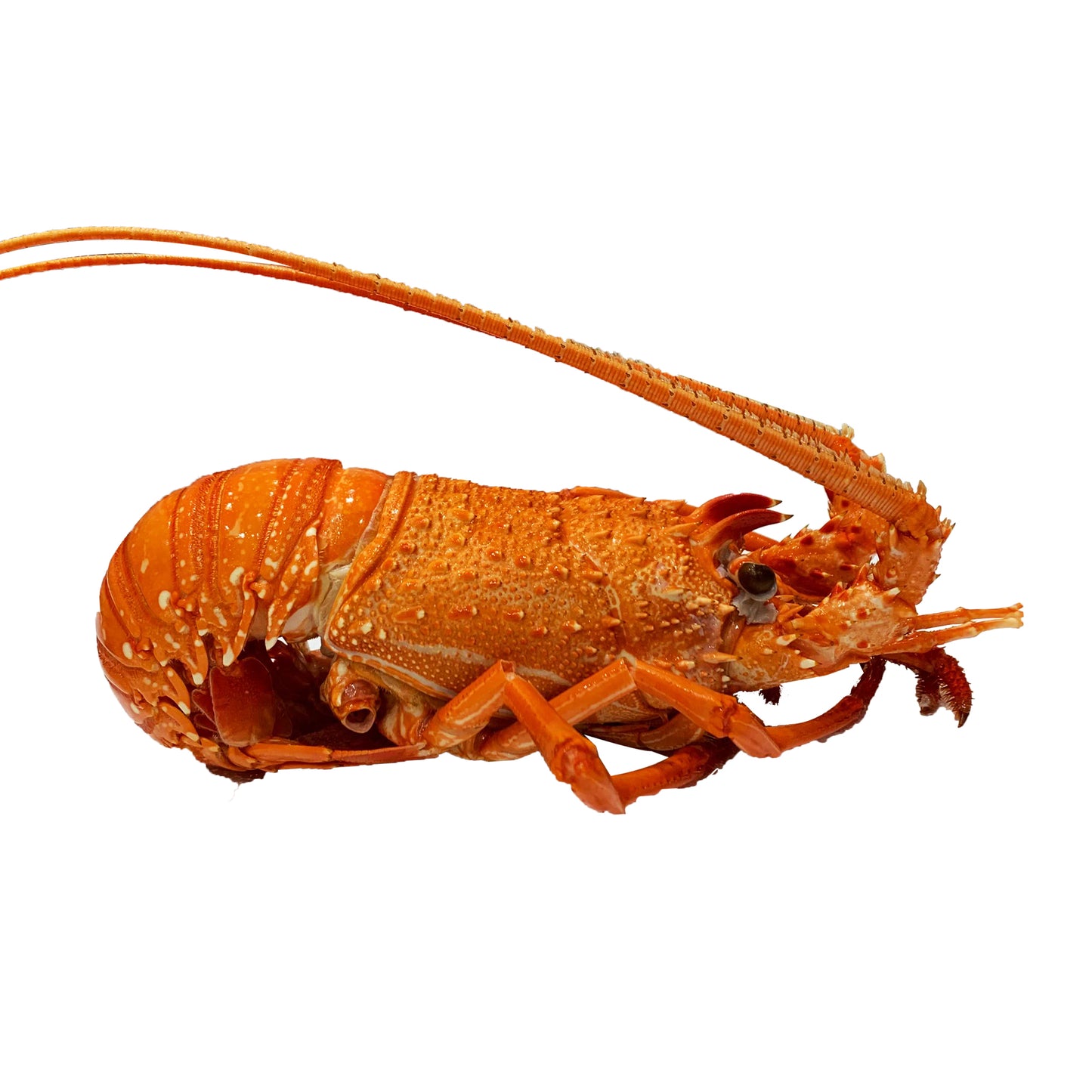 Sydney Fresh Seafood Western Australian Lobster Cooked | Harris Farm Online