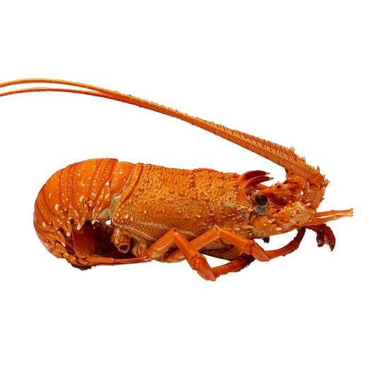 Sydney Fresh Seafood Western Australian Lobster Cooked | Harris Farm Online