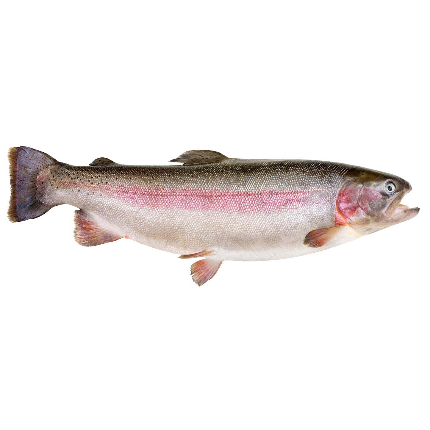 Fresh Large Ocean Trout | Harris Farm Online