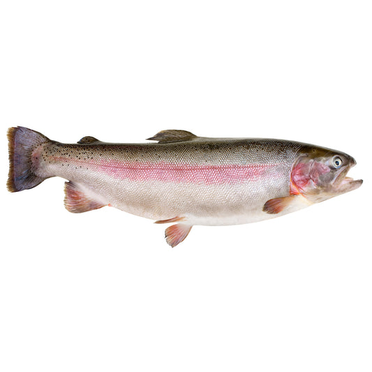 Fresh Large Ocean Trout | Harris Farm Online