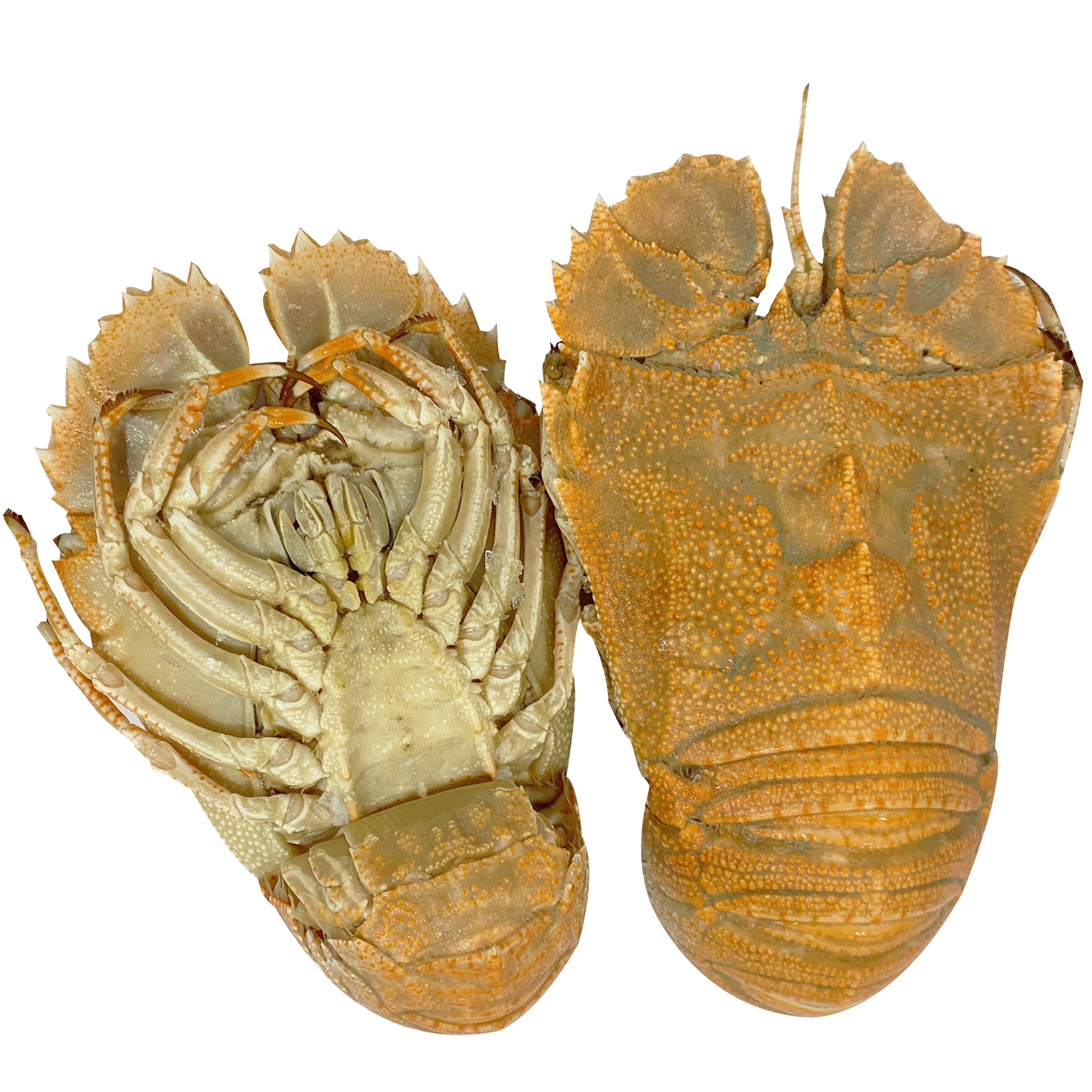 Buy fresh Moreton Bay Bugs Whole and Cooked from Harris Farm Online ...