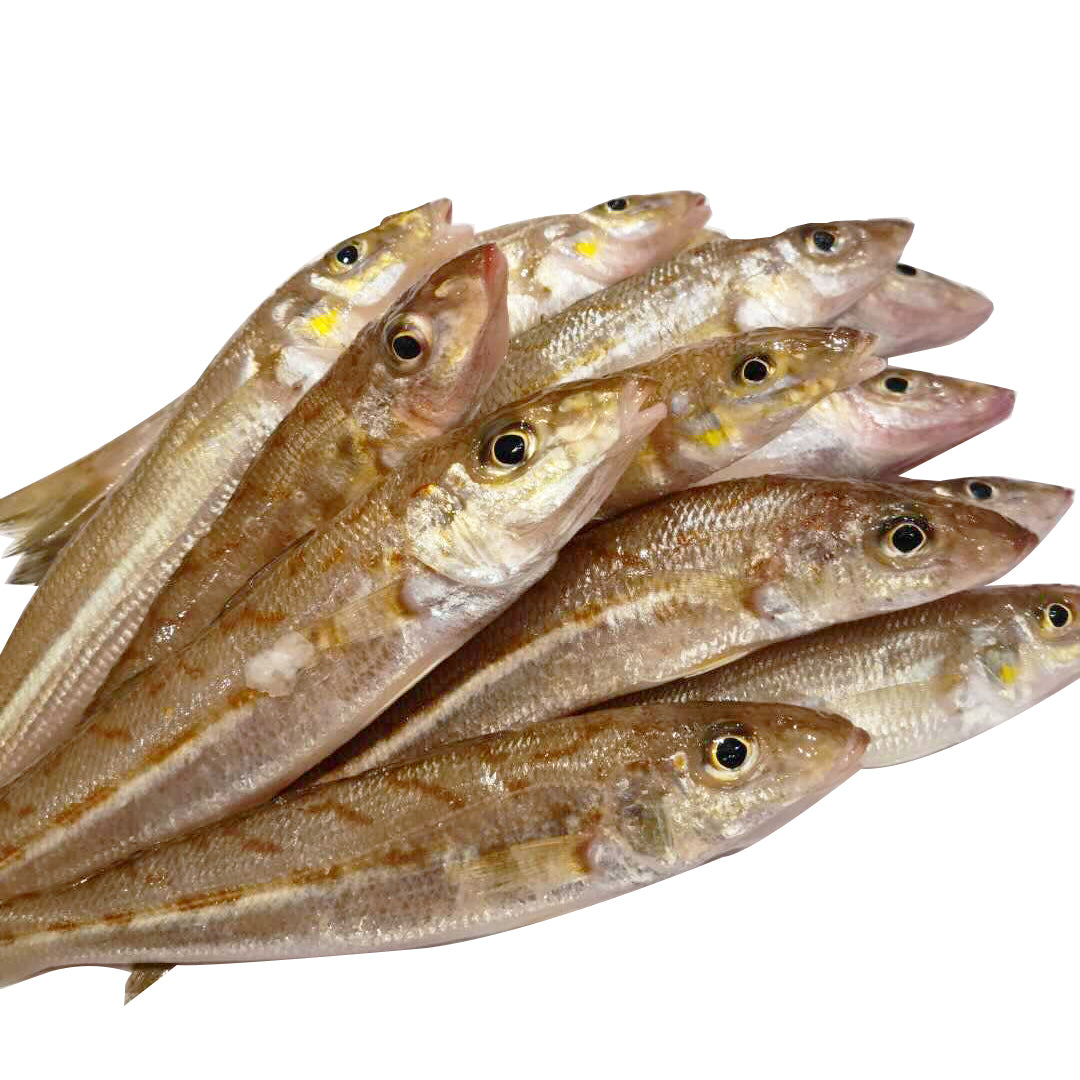 Fresh Red Spot Whiting | Harris Farm Online