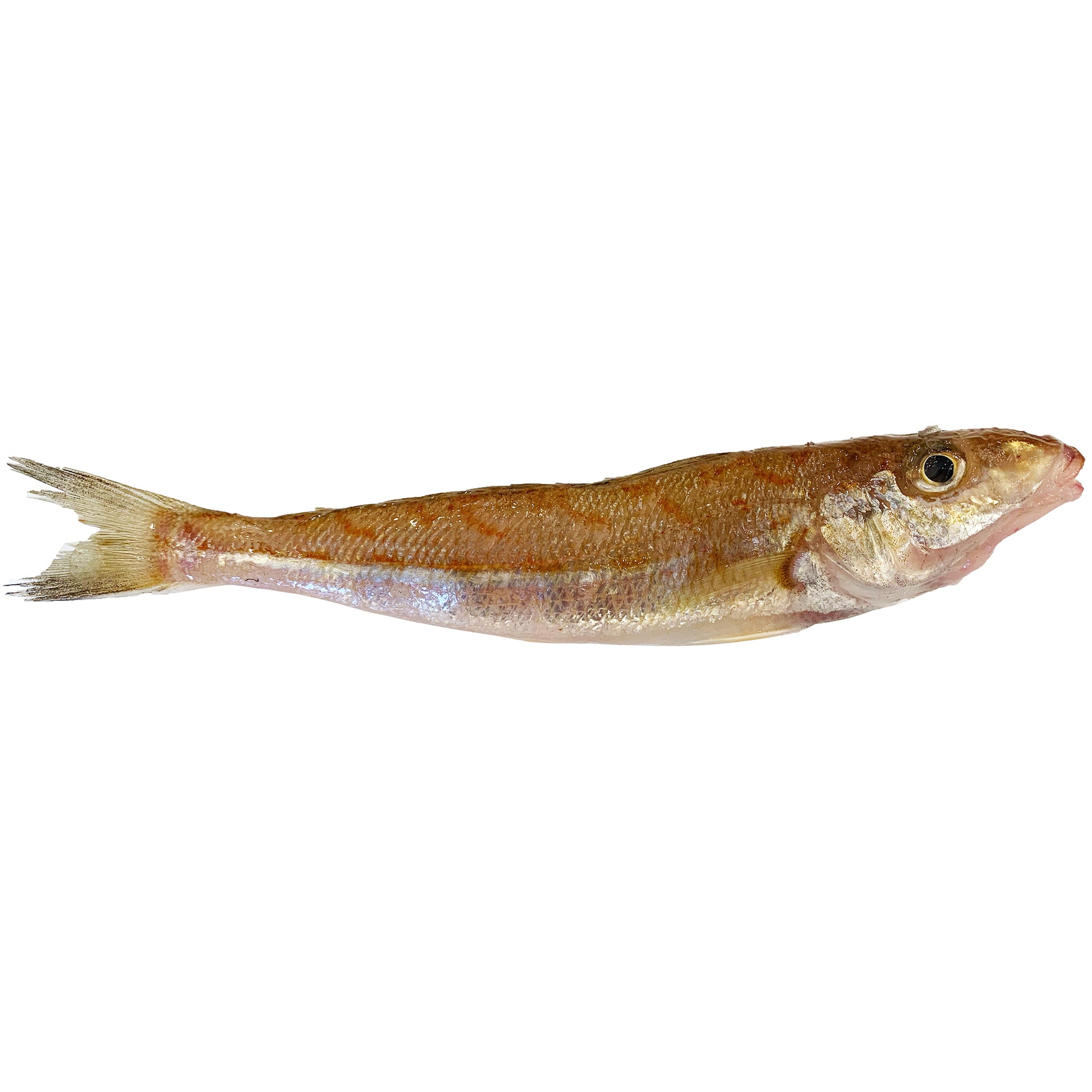 Fresh Red Spot Whiting | Harris Farm Online
