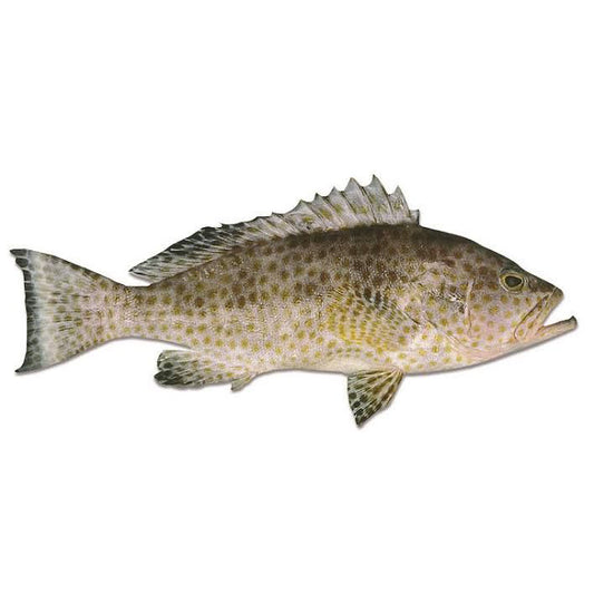 Whole Yellow Spotted Cod (min 500g) Scaled, Gutted