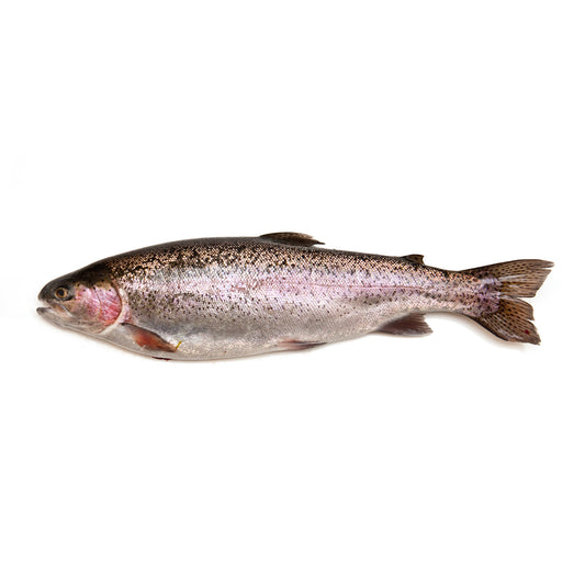 Fresh Rainbow Trout | Harris Farm Online