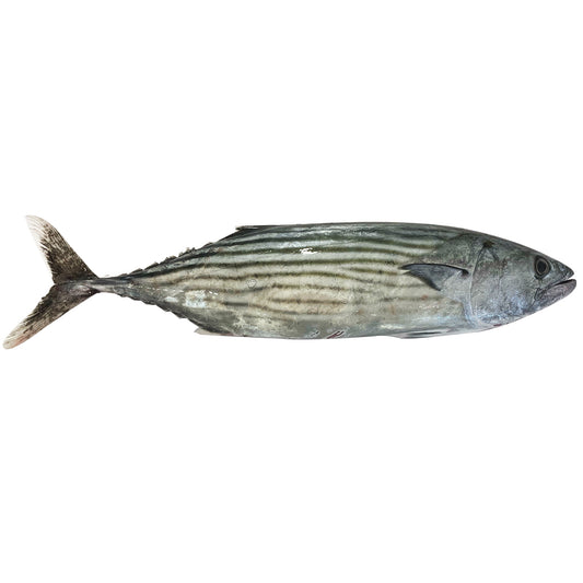 Bonito - Whole (min 800g) Scaled & Gutted