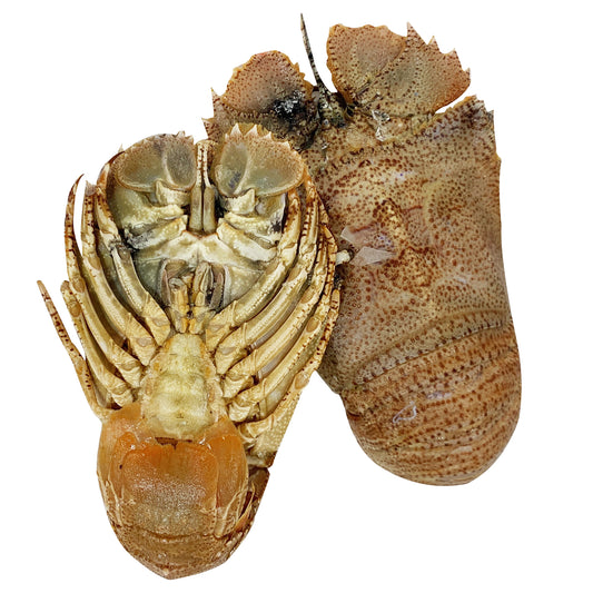 Fresh Moreton Bay Bugs whole and Raw | Harris Farm Online