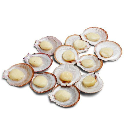 Harris Farm Hervey Bay Half Shell Scallops | Harris Farm Online