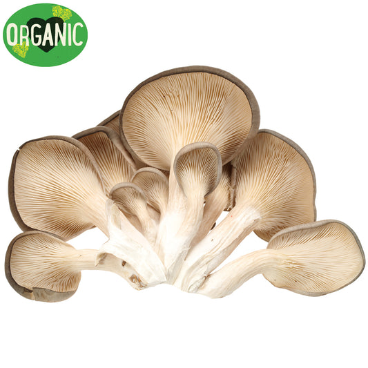 Mushrooms Oyster Organic | Harris Farm Online