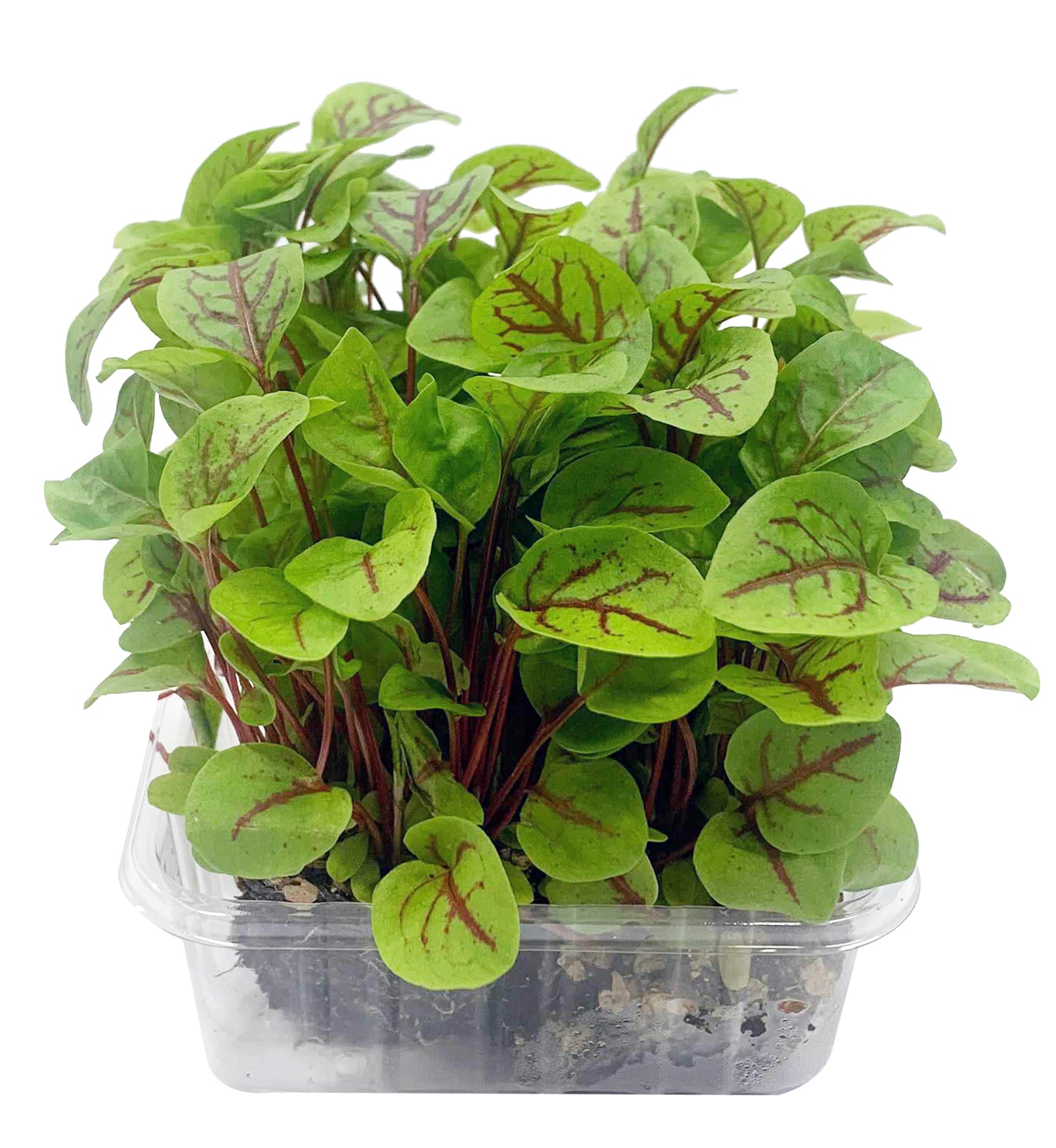 Fresh Micro Herbs Pot - Harris Farm Markets