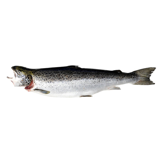 Whole Tasmanian Salmon | Harris Farm Online