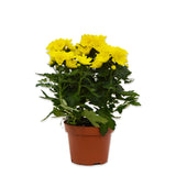 Flowers Small Chrysanthemum Plant