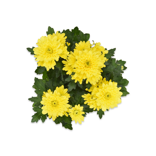 Flowers Small Chrysanthemum Plant