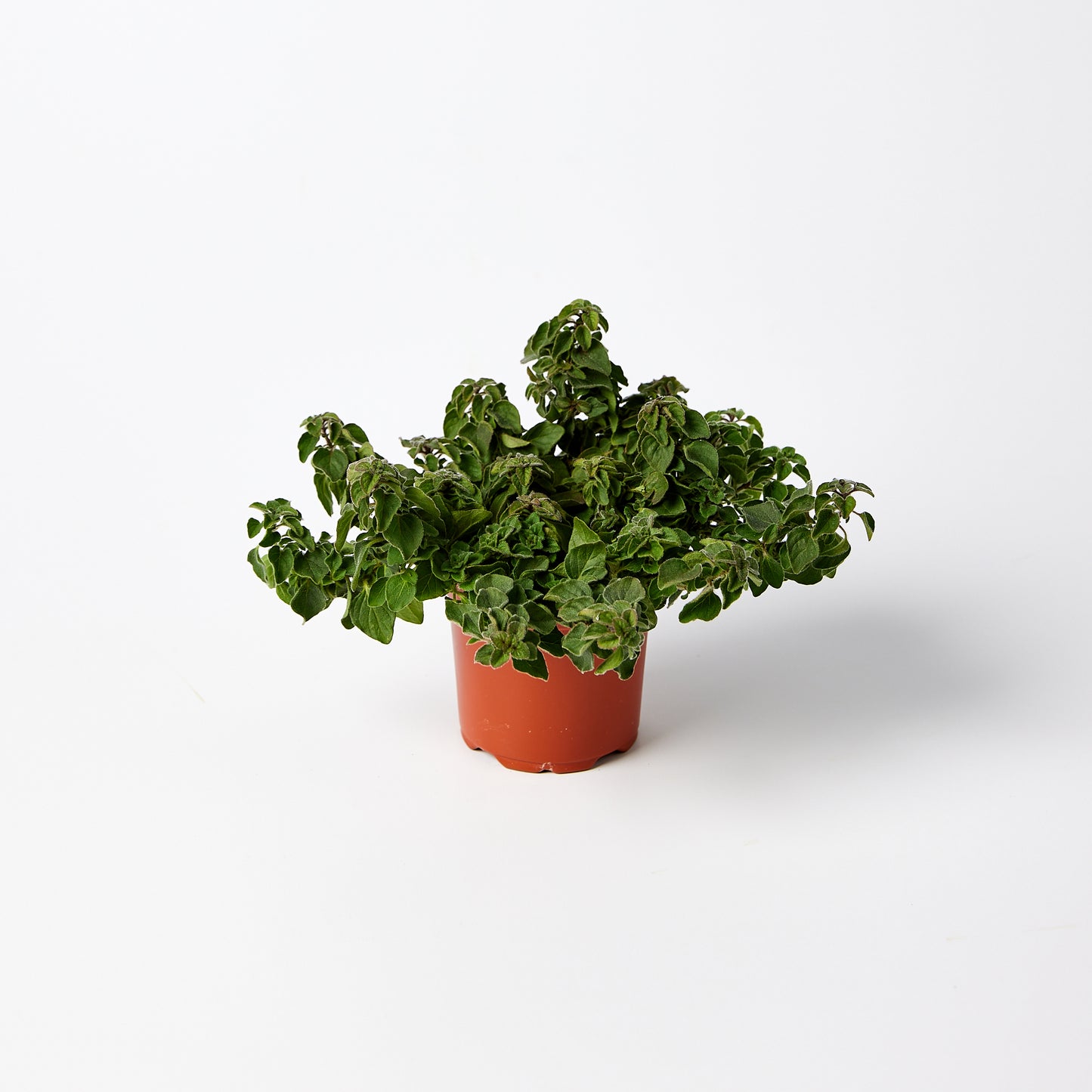 Oregano Herb Pot | Harris Farm Online
