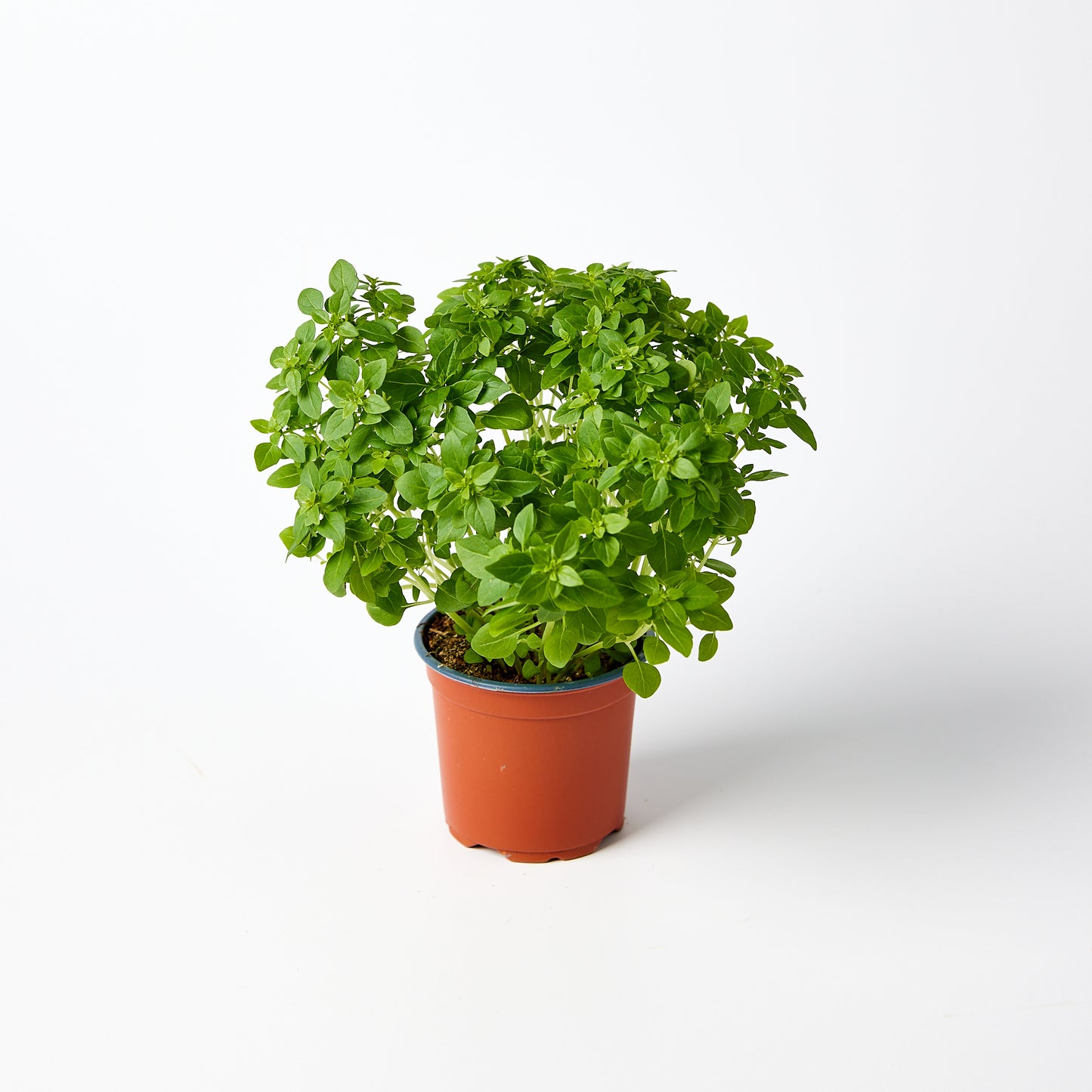 Greek Basil Herb Pot | Harris Farm Online