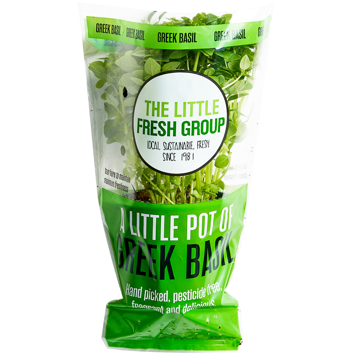 Greek Basil Herb Pot | Harris Farm Online