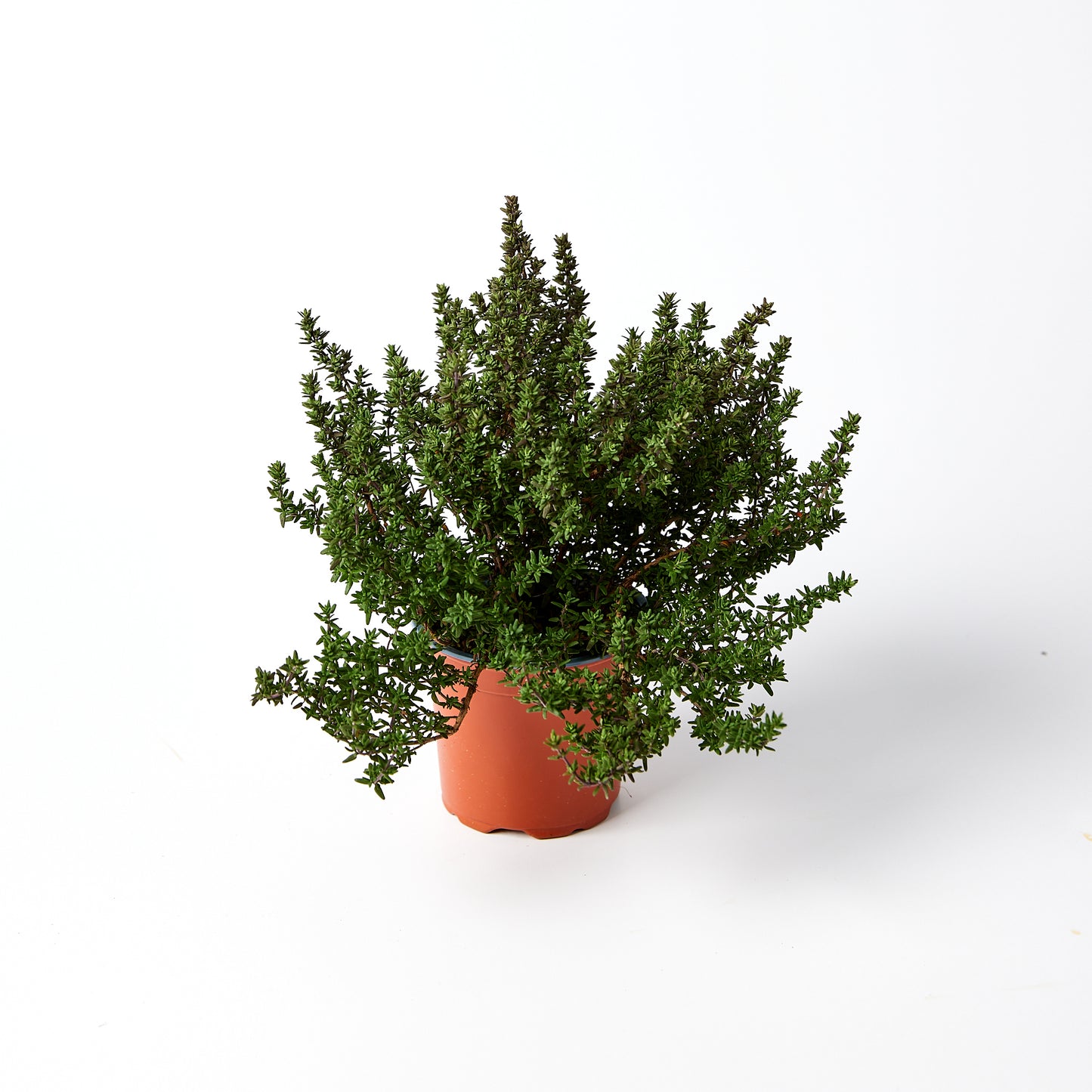 Thyme Herb Pot | Harris Farm Online