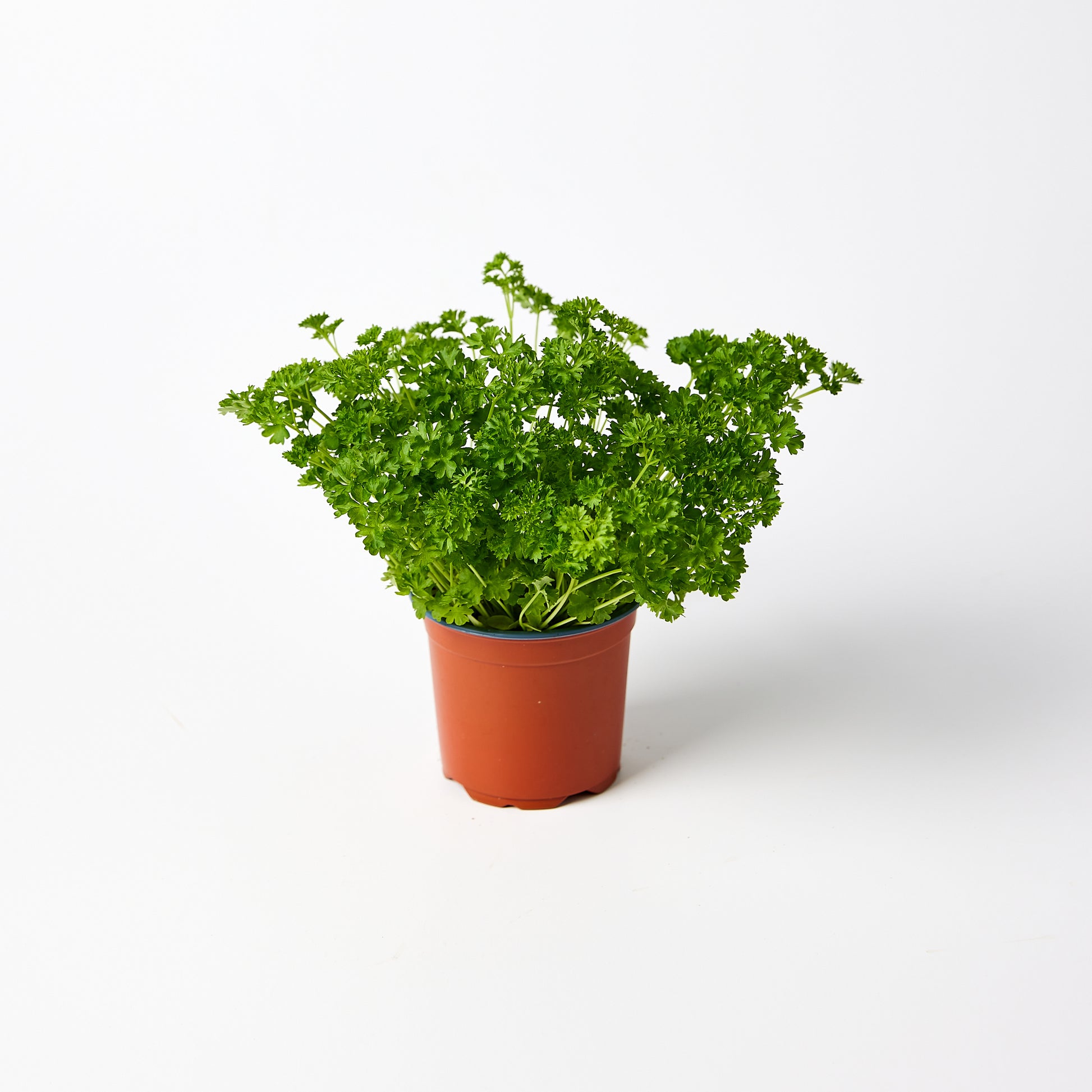 Parsley Curly Herb Pot | Harris Farm Online