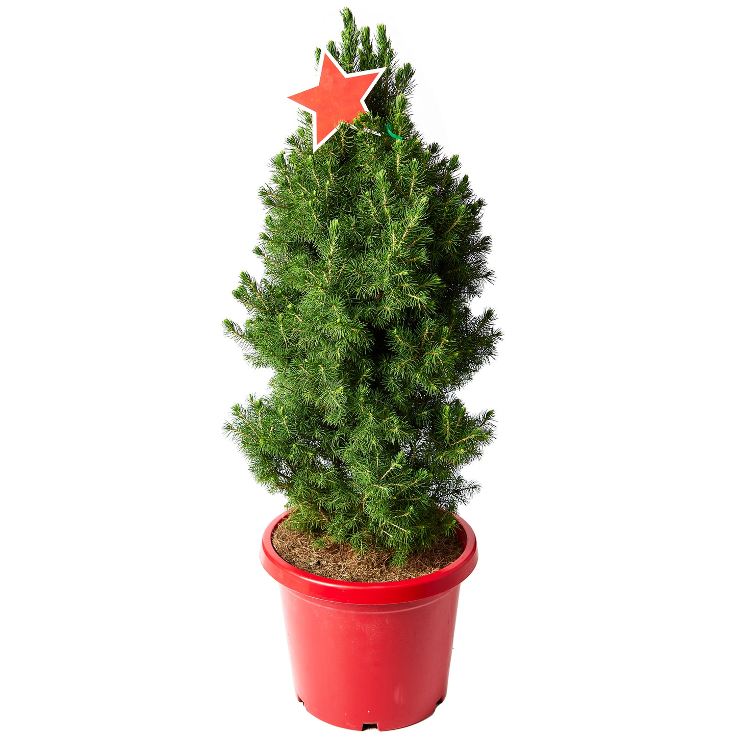 Christmas Tree Pot Star 30cm | Harris Farm Online