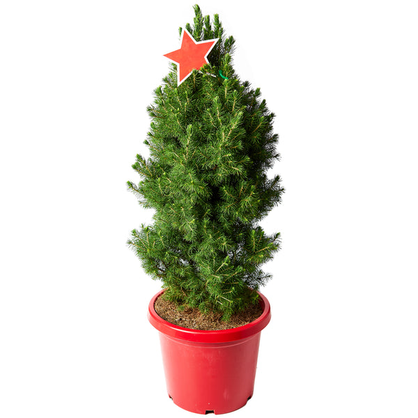 Christmas Tree Pot Star 30cm | Harris Farm Online