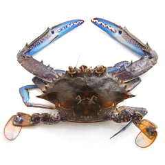 Sydney Fresh Seafood Blue Swimmer Crab Raw | Harris Farm Online
